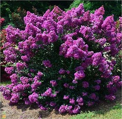 First Editions® Purple Magic Dwarf Crape Myrtle - Live Plant - Full Gallon Pot