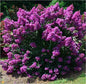 First Editions® Purple Magic Dwarf Crape Myrtle - Live Plant - Full Gallon Pot