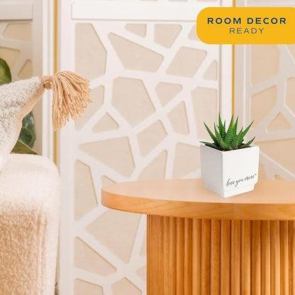 Costa Farms Haworthia, Succulent Live Plant in Decorative Pot, Easy to Maintain Indoor Houseplant, Perfect for Home, Room, or Office Decor, Great House Warming or Birthday Gift, 2.75-6 Inches Tall