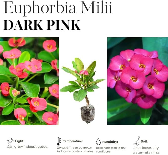 Hardy Crown of Thorn Live Plant, Pink Euphorbia Milii Tree, 1 Year Old Plant, 5-10 Inches in Tall, No Pot, Indoor Outdoor Décor Succulent Cactus
