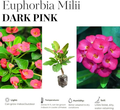Hardy Crown of Thorn Live Plant, Pink Euphorbia Milii Tree, 1 Year Old Plant, 5-10 Inches in Tall, No Pot, Indoor Outdoor Décor Succulent Cactus