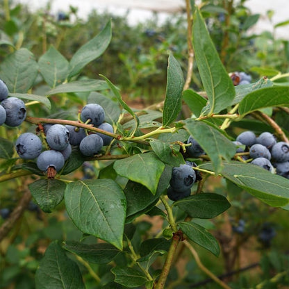 Pink Lemonade Blueberry (Jewel)