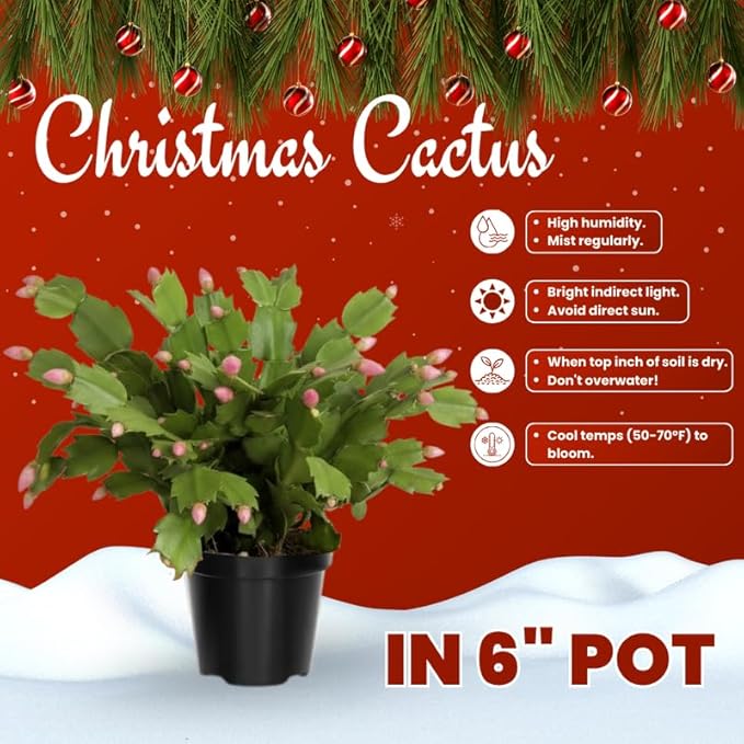 White Christmas Cactus Plants Live in 6 Inch Pot, Vibrant Christmas Cactus Blooms, Perennial Holiday Cactus Plant Flower Succulent Houseplant
