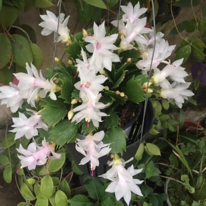 White Christmas Cactus Plants Live in 4 Inch Pot, Vibrant Christmas Cactus Blooms, Perennial Holiday Cactus Plant Flower Succulent Houseplant