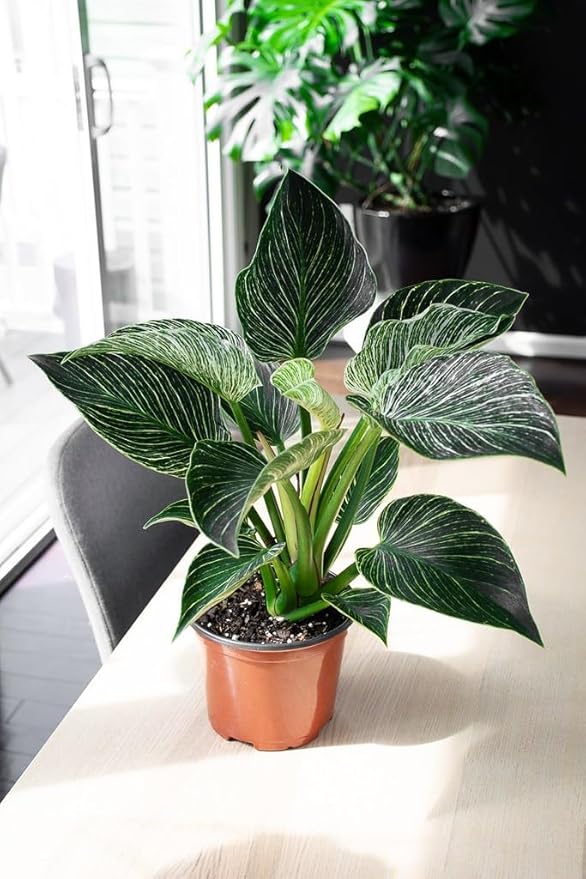 Gardenera Philodendron Potting Mix - Crafted for Superior Performance and Green Foliage - 10 QUARTS