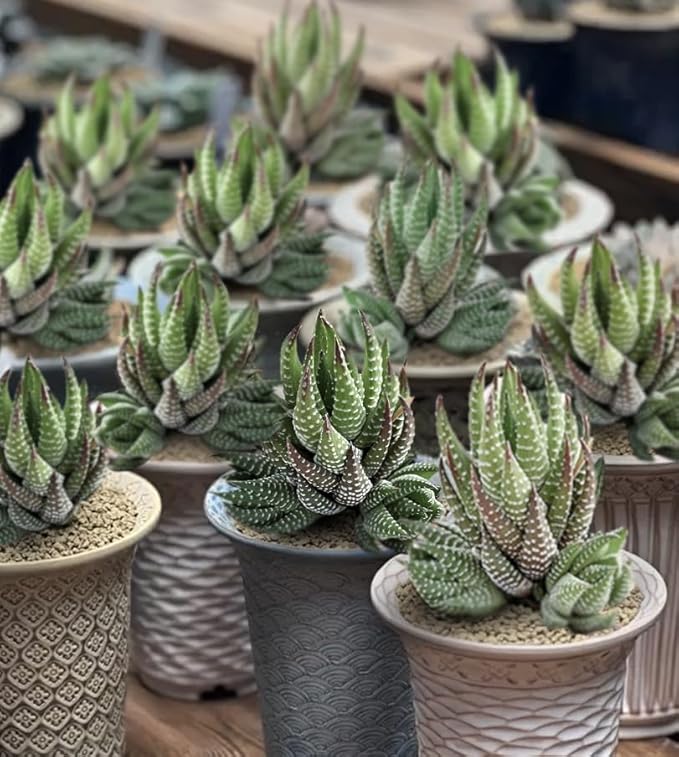 Sprout N Green Haworthia coarctata, Rare Live Succulent Plant Fully Rooted in 2inch Starter Pot, Home Office Indoor Outdoor Wedding Decoration DIY Projects Party Favor