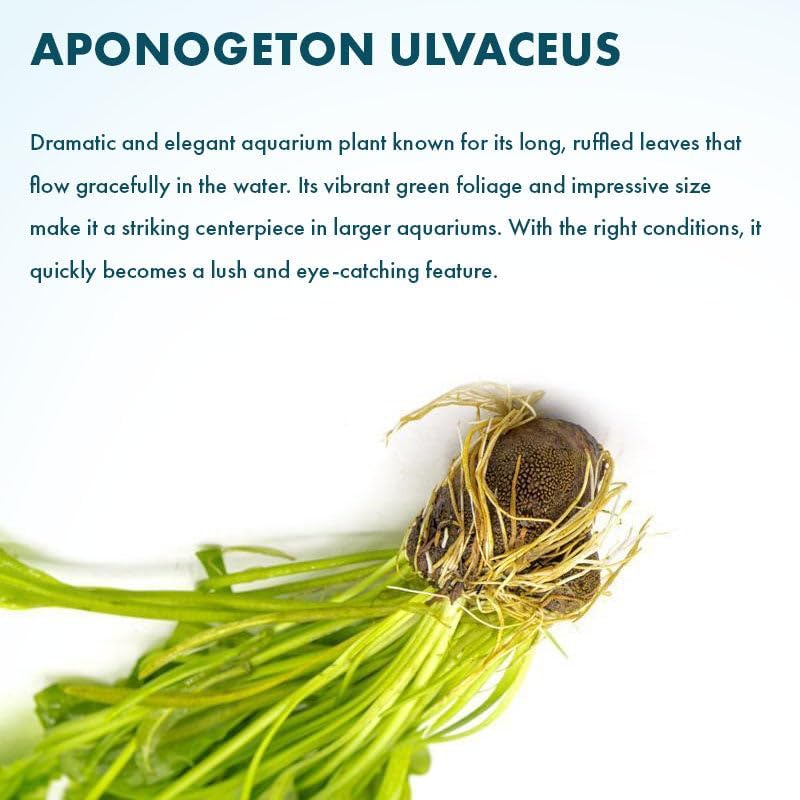 Live Plants – Aponogeton Ulvaceus (Aponogeton ulvaceus) – Medium to High Light, Bright Green Color Accent, Midground to Background Placement, Wavy Leaf – Bulb/Bunch, 1 Pack