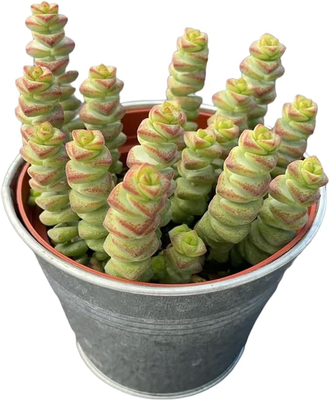 4" Crassula 'Baby's Necklace' in Vintage Metal Pot, Live String of Buttons Trailing Succulent, Rare House Plant for Home Office Wedding Hanging Decoration, DIY Projects, Party Favor