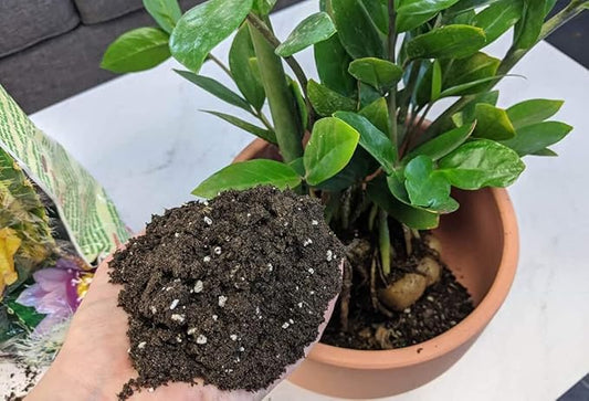 Gardenera Premium ZZ Plant Superior Growth Soil - Perfect Aeration for Robust Root Development & Plant Health - 4 QUARTS