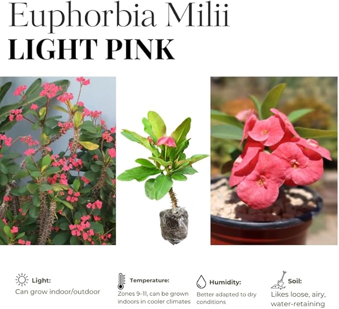 Hardy Crown of Thorn Live Plant, Colorful Large Bloom Salmon Euphorbia Milii Tree, 1 Year Old Plant, 5-10 Inches in Tall, No Pot, Indoor Outdoor Décor Succulent Cactus