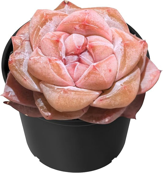 Sprout N Green Echeveria Pink Dimond Heart, 1 Live Succulent Plant Fully Rooted in 2" Pot, House Plant for Indoor Outdoor Home Office Wedding Decoration DIY Project Party Favor