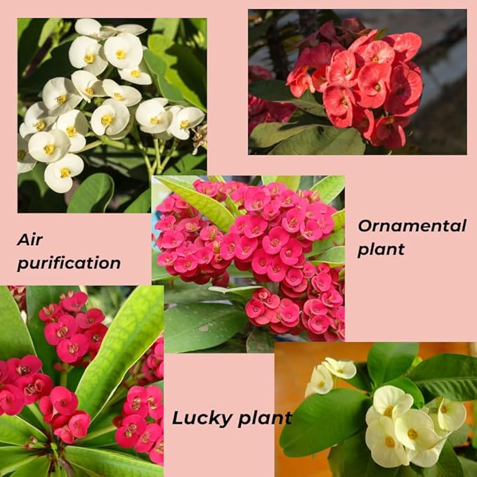 Hardy Crown of Thorn Live Plant, Red Euphorbia Milii Tree, 1 Year Old Plant, 5-10 Inches in Tall, No Pot, Indoor Outdoor Décor Succulent Cactus