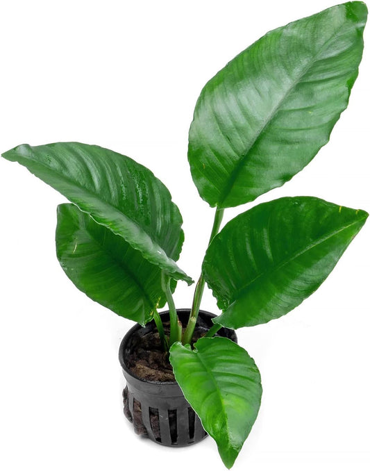 Anubias Live Aquarium Plants - Potted Freshwater Plant for Fish Tanks, Terrariums - Beginner Friendly Low Light (Heterophylla, 1 Pot)