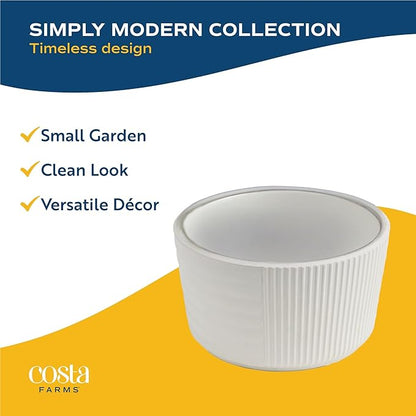 Costa Farms Mini Succulent Live Plants in Decorative Garden Pot, Easy to Maintain Small Indoor Houseplant, Home, Room, or Office Decor, Great House Warming or Birthday Gift, 6 Inches Tall