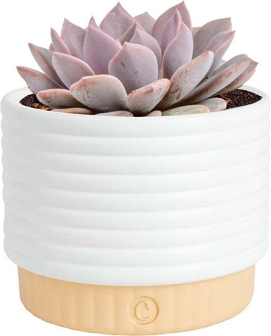 Costa Farms Succulent, Live Indoor Plant Grower's Choice, Easy to Grow Houseplant in Indoor Succulent Planter, Birthday, Garden Gift, Desert Room Decor for Home or Office, 6-Inches Tall