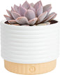 Costa Farms Succulent, Live Indoor Plant Grower's Choice, Easy to Grow Houseplant in Indoor Succulent Planter, Birthday, Garden Gift, Desert Room Decor for Home or Office, 6-Inches Tall