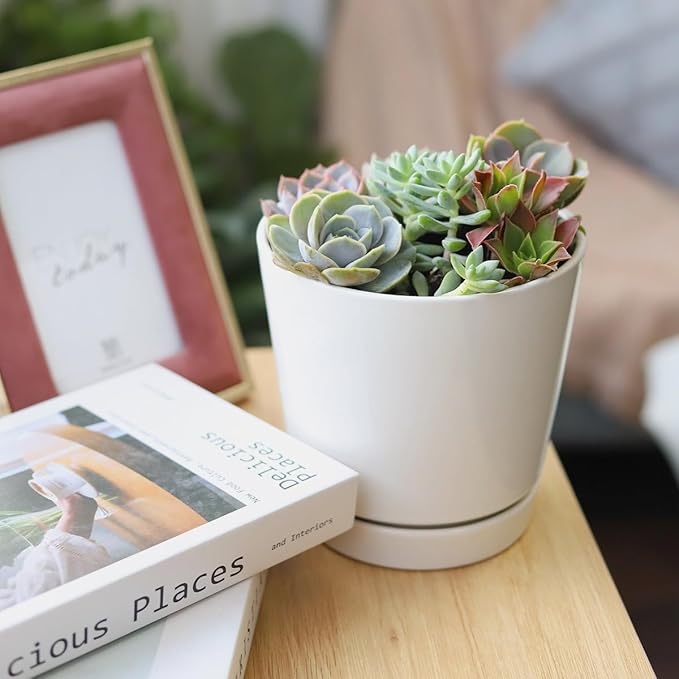 Live Succulents Plant in 6" White Minimalist Planter, Unique Succulent Arrangement in Decorative Pot, Succulent Decoration Ideas