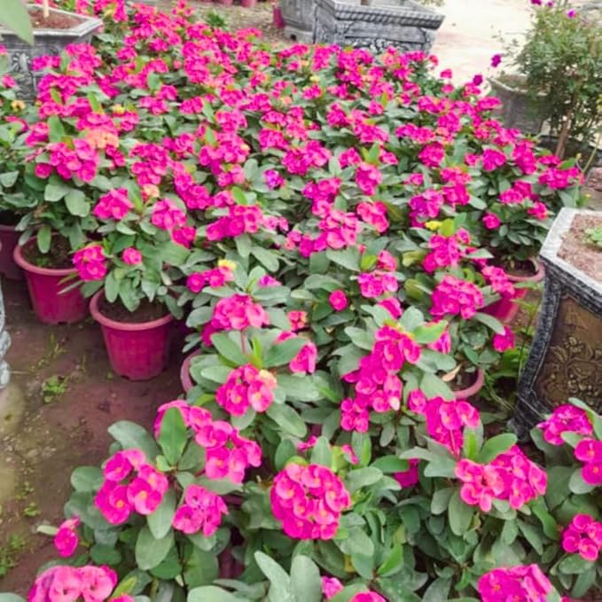 Hardy Crown of Thorn Live Plant, Pink Euphorbia Milii Tree, 1 Year Old Plant, 5-10 Inches in Tall, No Pot, Indoor Outdoor Décor Succulent Cactus