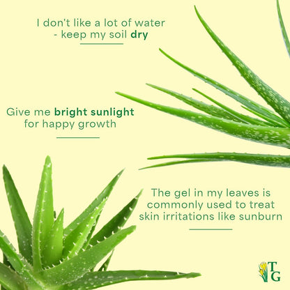 Thorsen's Greenhouse Aloe Vera, Live Indoor Plant, Aloe barbadensis, Easy to Grow, Succulent, Natural Air Purifier, 4" Diameter Pot (Nursery Pot)