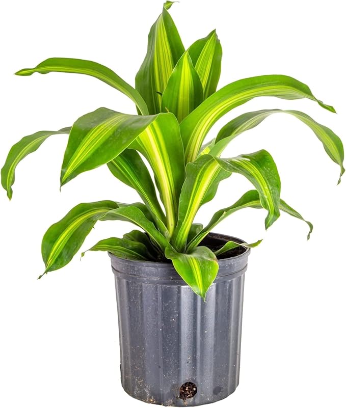 GARDENERA Premium Dracaena Potting Soil Mix - (1 Quart Bag)