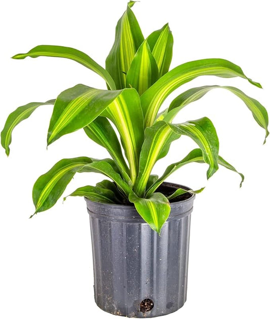 GARDENERA Premium Dracaena Potting Soil Mix - (3 Quart Bag)