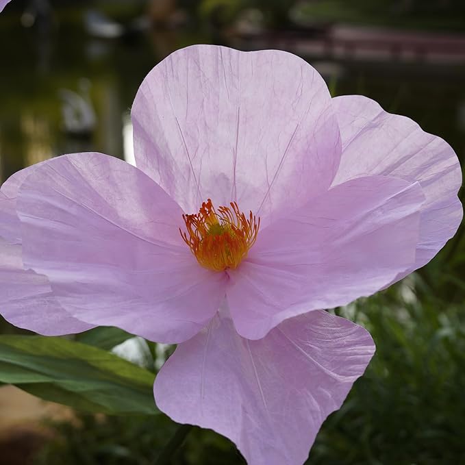 Large Paper Artificial Flowers,Giant Flowers for Decoration,Huge Handcrafted Poppy Fake Flowers with Stand for Home Decor Bridal Shower Party Outdoors Yard Event Backdrop Decor (Pink)