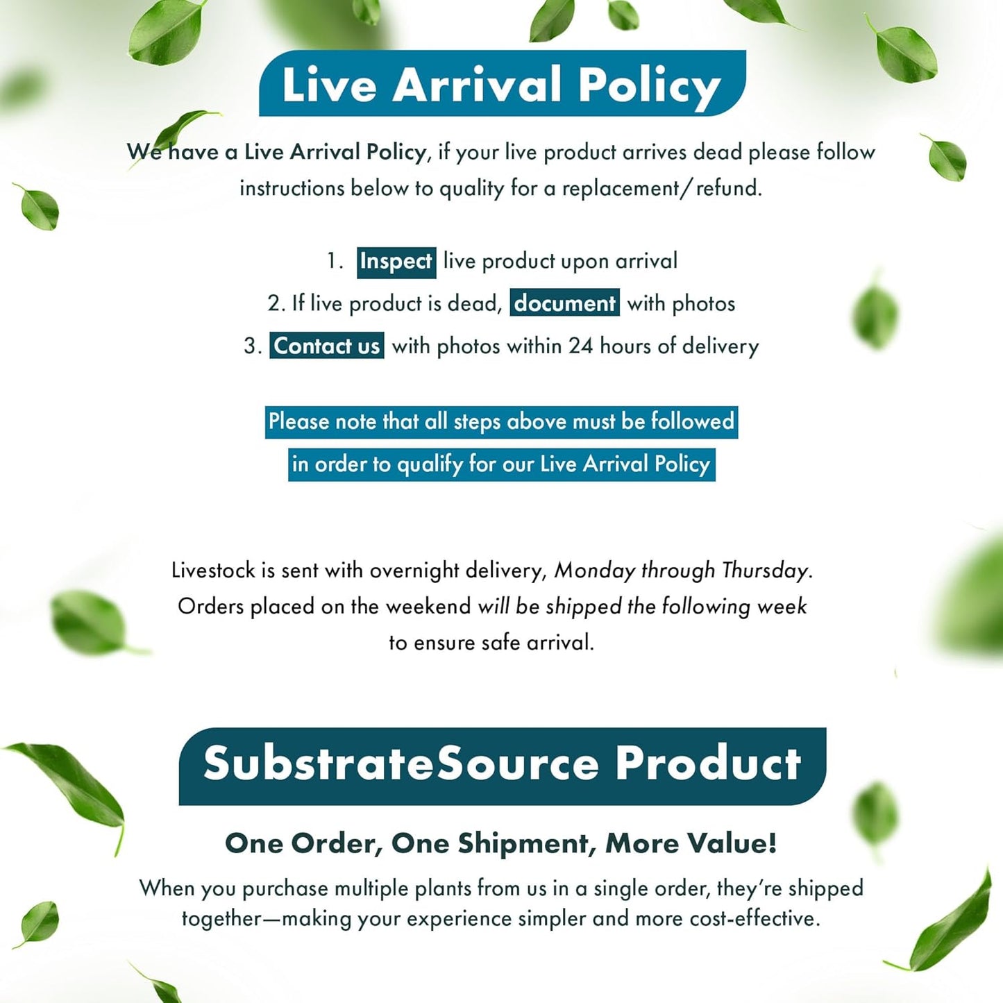 Live Plants - Argentine Sword (Echinodorus ascherianus) - Low to Medium Light, Bright Green Accent for Background Freshwater Aquarium Aquascaping - Pot