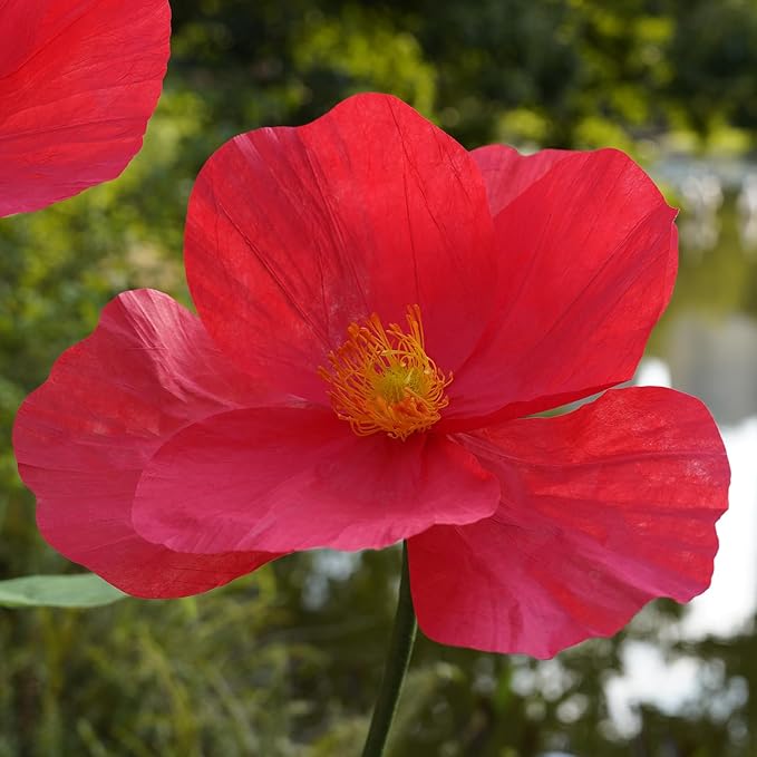 Large Paper Artificial Flowers,Giant Flowers for Decoration,Huge Handcrafted Poppy Fake Flowers with Stand for Home Decor Bridal Shower Party Outdoors Yard Event Backdrop Decor (red)