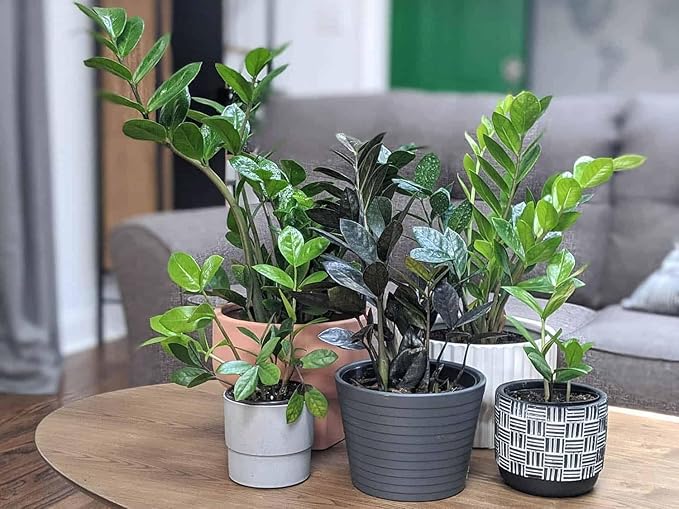 Gardenera Premium ZZ Plant Organic Potting Blend - Sustainable Growth & Revitalized Soil Ecosystem - 5 QUARTS