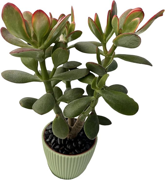 Golden Jade with Green Stripe Pot, Live Crassula Ovata 'Hummel Sunset' Succulent, Rare Cute Plant, Home Office Décor