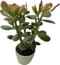Golden Jade with Green Stripe Pot, Live Crassula Ovata 'Hummel Sunset' Succulent, Rare Cute Plant, Home Office Décor