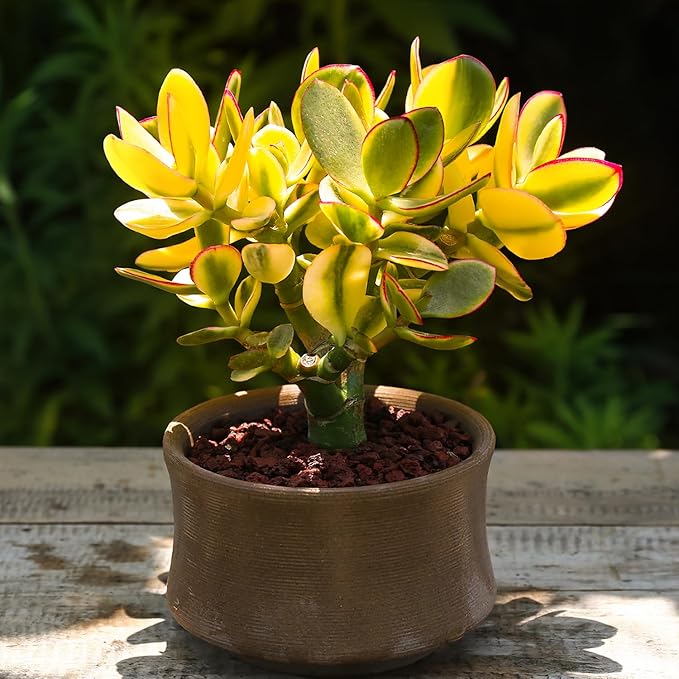 Golden Jade with Green Stripe Pot, Live Crassula Ovata 'Hummel Sunset' Succulent, Rare Cute Plant, Home Office Décor