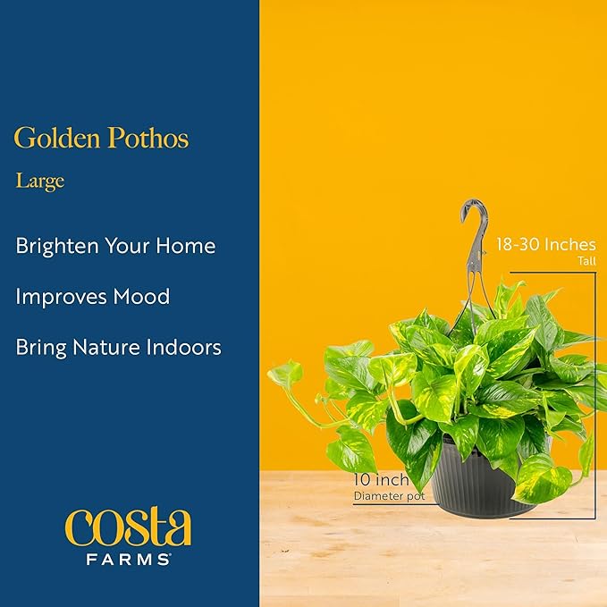 Costa Farms Golden Pothos Live Plant, Devil's Ivy in Hanging Basket Pot, Easy to Maintain, Large Air Purifying Indoor Houseplant, Home, Room, or Office Decor, House Warming or Birthday Gift