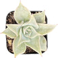 Sprout N Green Echeveria Madiba, Rare Live Succulent Plant Fully Rooted in 2" Planter with Soil, Home Office Indoor Outdoor Wedding Decoration DIY Projects Party Favor