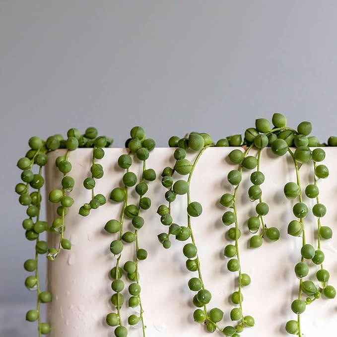 Mountain Crest Gardens Trailing & Strings Succulent Pack - 24 Live Plants in 2 Inch Pots - Real Succulents for Hanging Planters, Home Decor, and DIY Arrangements