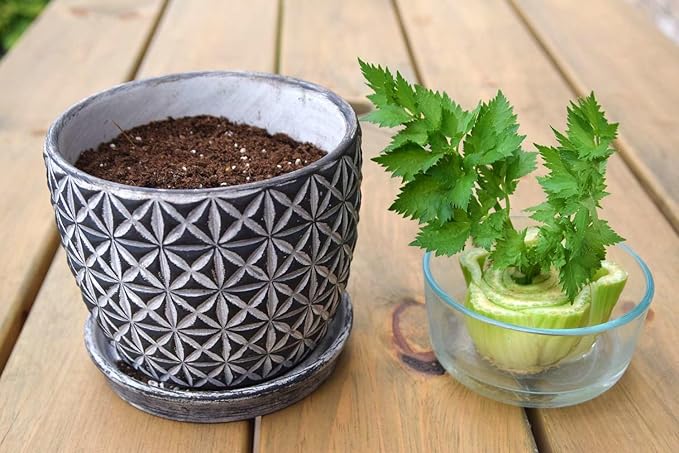 GARDENERA Premium Celery Potting Soil Mix - Optimal Nutrient-Rich Blend for Thriving and Crisp Celery Plants - 10 Quart