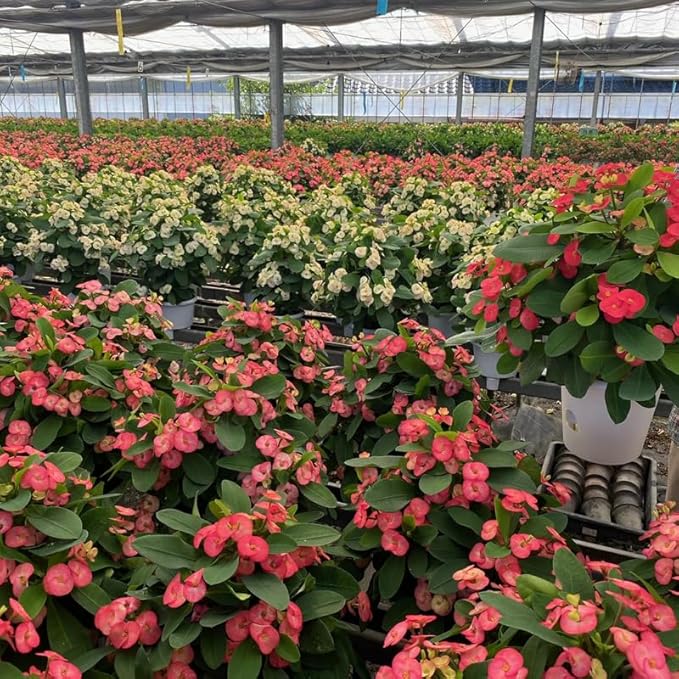 Hardy Crown of Thorn Live Plant, Random Euphorbia Milii Tree, 1 Year Old Plant, 5-10 Inches in Tall, No Pot, Indoor Outdoor Décor Succulent Cactus