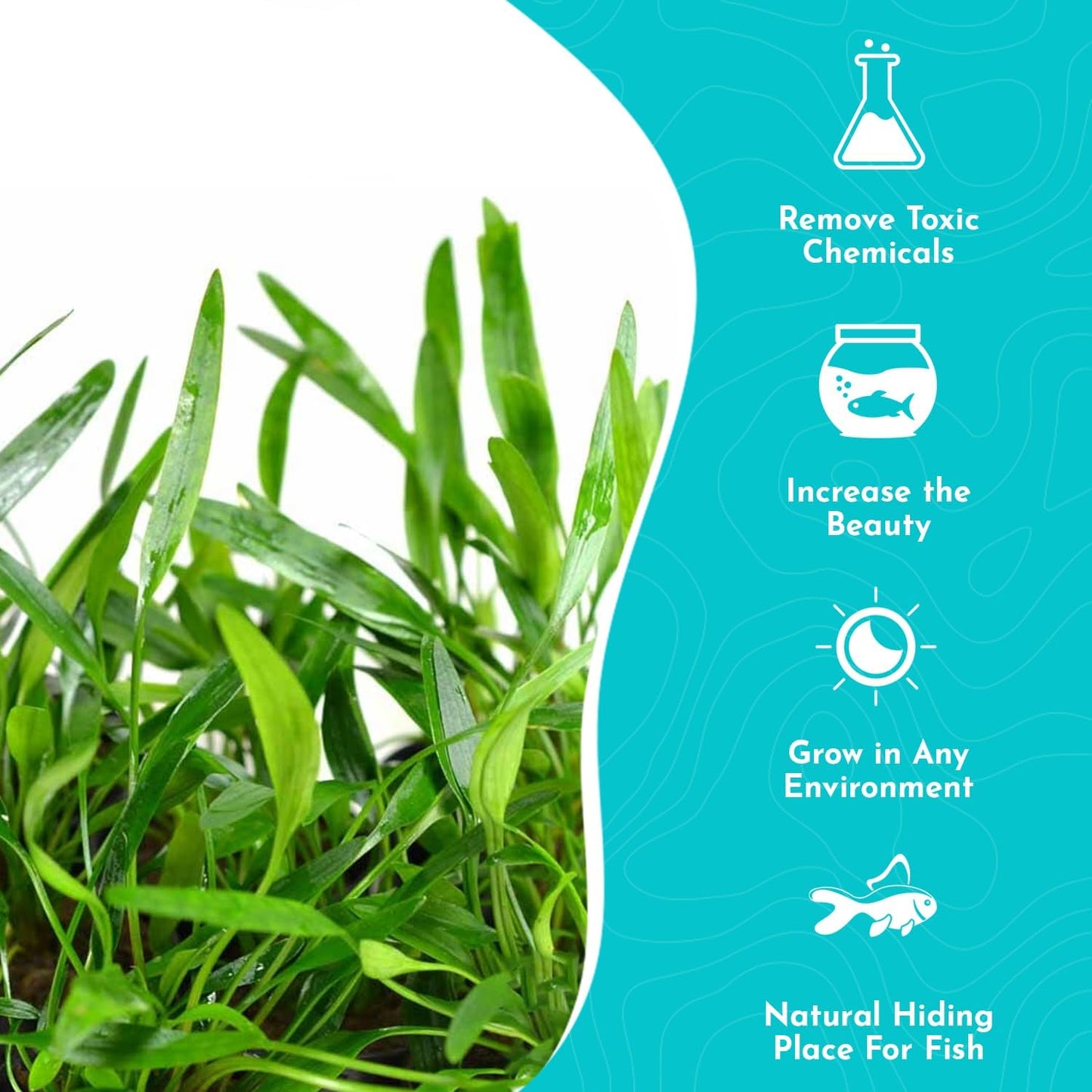 Cryptocoryne Crypt Lucens Small