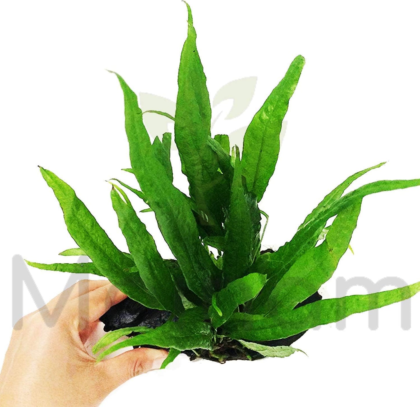 Java Fern Planted on Driftwood Microsorum Pteropus Freshwater Easy Low Light Live Aquarium Plant Decorations 3 Days Guarantee by Mainam