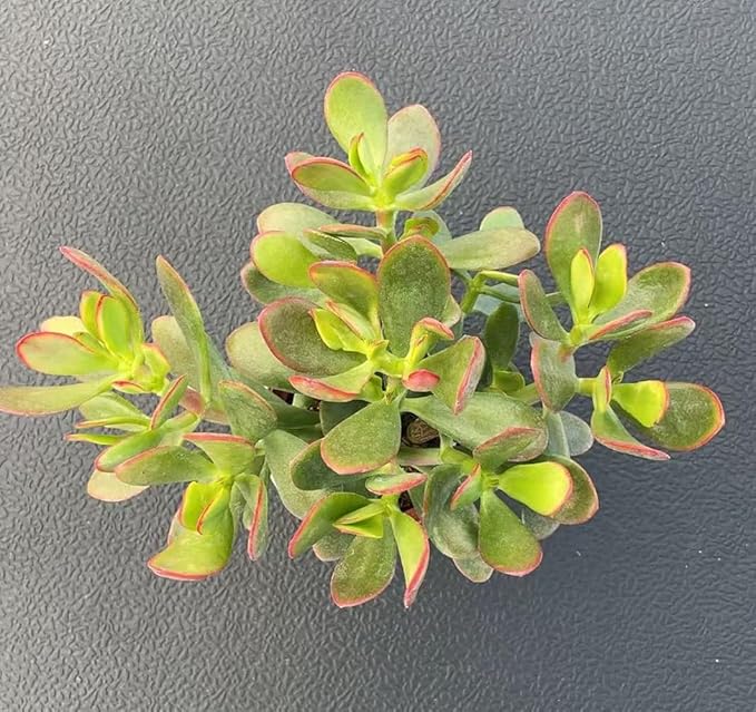 Golden Jade with Vintage Metal Pot, Live Crassula Ovata 'Hummel Sunset' Succulent, Rare Cute Plant, Home Office Décor