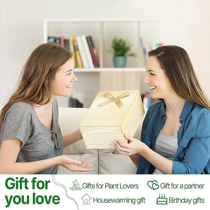 Heart Plant Terrarium Kit Gift for Women Plant Lover Glass Vases