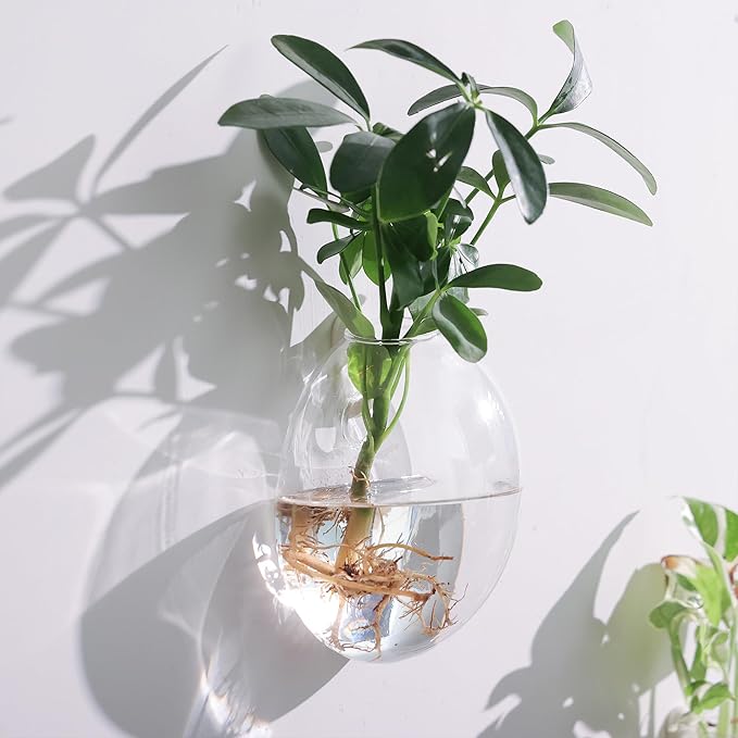 Wall Propagation Planters 6 Pack Glass Wall Planters for Indoor Plants, Wall Plant Holder Plant Propagation Wall Hanging, Glass Flower Vase Indoor Hydroponic Decor