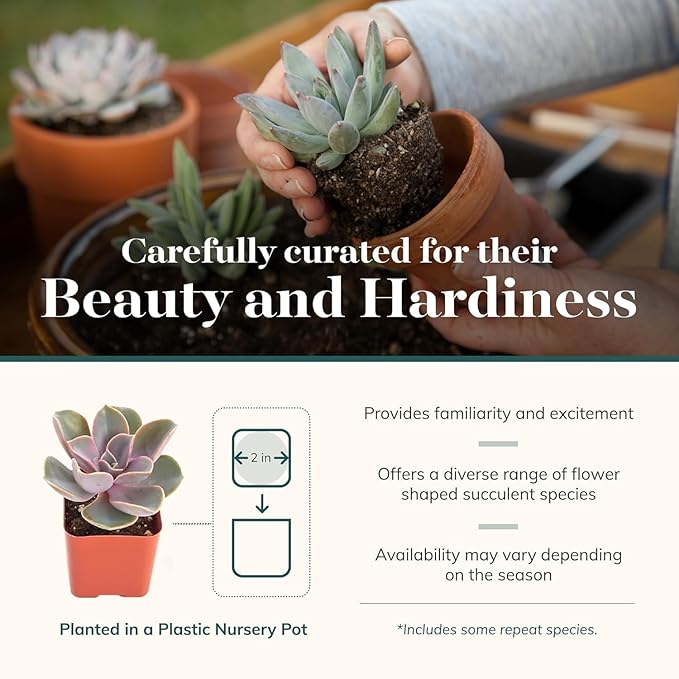 Shop Succulents Echeveria & Rosette Live Succulent Variety Pack – Fully Rooted 2" Potted Plants for Gifts, Favors, DIY Projects, Terrariums, Home Décor, and Garden Arrangements, 6 Pack