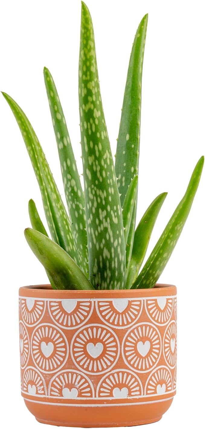 Costa Farms Aloe Vera Live Plant in Decorative Pot, Easy to Maintain, Air Purifying Succulent Indoor Houseplant, Home, Room, or Office Decor, House Warming or Birthday Gift, 12-18 Inches Tall