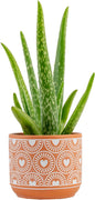 Costa Farms Aloe Vera Live Plant in Decorative Pot, Easy to Maintain, Air Purifying Succulent Indoor Houseplant, Home, Room, or Office Decor, House Warming or Birthday Gift, 12-18 Inches Tall