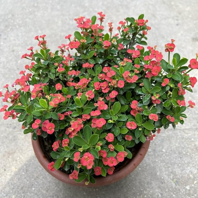 Hardy Crown of Thorn Live Plant, Red Euphorbia Milii Tree, 1 Year Old Plant, 5-10 Inches in Tall, No Pot, Indoor Outdoor Décor Succulent Cactus