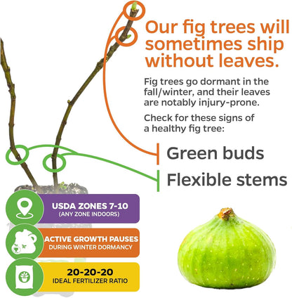 Lattarula Honey Fig (Italian Honey) Live Fig Plant - Ficus carica by Wellspring Gardens - Starter Plant for Your Garden and Patio - Grow Your Own Edible Fruit Tree