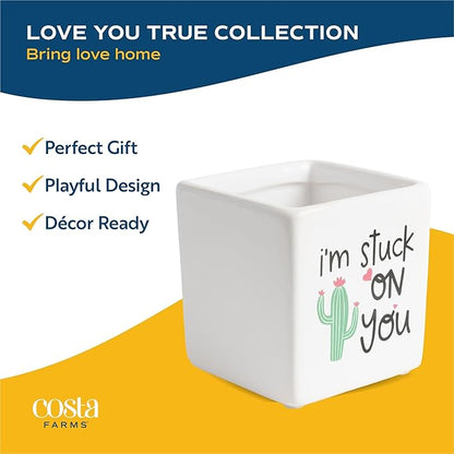 Costa Farms Haworthia Live Plants in Decorative Pots, Easy to Maintain Indoor Succulents, Houseplants for Home, Room, or Office Decor, House Warming or Birthday Gift, 2.75-6 Inches Tall, Pack of 2