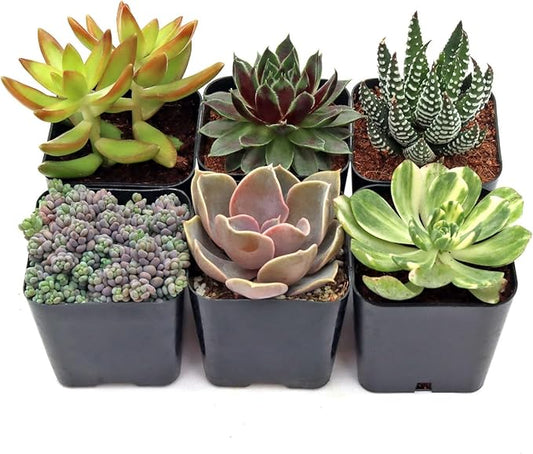Mountain Crest Gardens Ultimate Succulent Variety Pack - 6 Unique Live Plants, Rooted in 2 inch Pots - Indoor/Outdoor Real Succulents for Garden Decor, Favors, DIY Arrangements