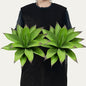 Fake Plants Artificial Agave Plants,Large UV Resistant Fake Agave Planters for Indoor and Outdoor Decorating Tropical Plant Succulents Greenery Indoor Decor13.8 (2Pack, Dark Green)